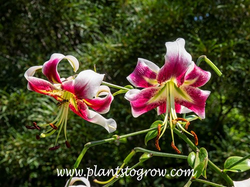 'Leslie Woodriff' Orienpet Lily (Lilium)